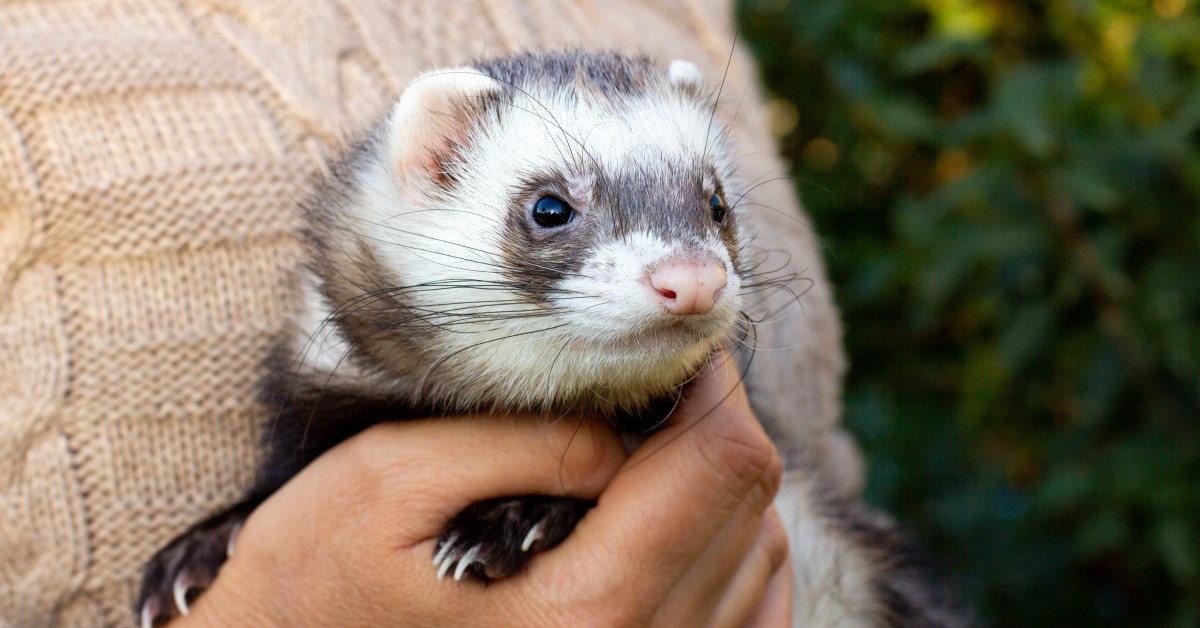 Does Clicker Training Work for Ferrets?